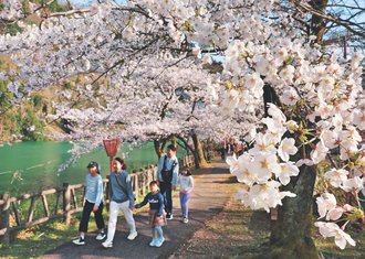 とやまの桜２０２５<br />美しさ 守り継ぐ