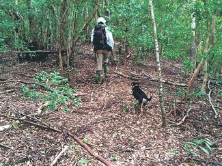 ＜ダニ博士の徒然草＞１７　五箇公一<br />奄美大島のマングース根絶