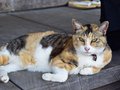 気になる、もふもふ【１】<br />るり（射水市）<br />猫住職　天性の人懐こさ