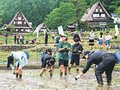 世界遺産でコメ作ろう　南砺・相倉集落で棚田オーナー田植え