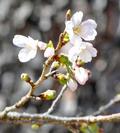 高知、熊本に桜の便り
