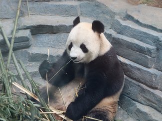 じっくりパンダ、ゆったりベルーガ　富山から大連へ（１）【動画付き】