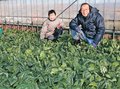 寒締めほうれん草が最盛期　富山の神明青果出荷組合、糖度高く７度以上