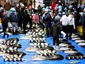 「ひみ寒ぶり」過去２番目の水揚げ量に　氷見魚市場、１３年度超え６万３２６１本（１月１１日）