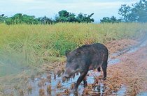 令和米騒動～農のあした＜４＞第１部　背景と余波３「担い手不足」<br />生産力の低下遠因