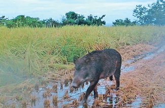 令和米騒動～農のあした＜４＞第１部　背景と余波３「担い手不足」<br />生産力の低下遠因