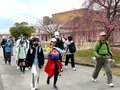 桜眺めゴールの宇奈月温泉目指す　黒部チャレンジウオーク、７歳～８５歳が参加