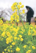 菜の花に潤い　富山・呉羽山公園