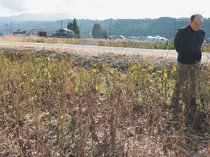 県産大豆、不作の恐れ　「青立ち」多数発生、農家「売り物にならず」