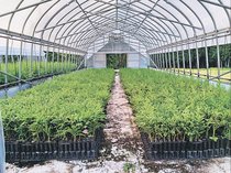 無花粉スギ、供給倍増へ　県が挿し木苗を本格出荷