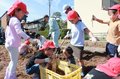 笑顔でサツマイモ収穫 射水で園児ら