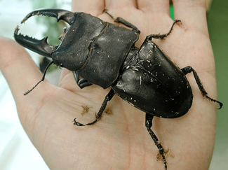 ＜ダニ博士の徒然草＞５　五箇公一<br />猛暑の日本 熱帯の昆虫住める？