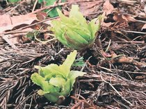 小さな春　富山でフキノトウ