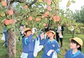 甘く育ったリンゴ、２００個収穫　氷見・海峰小３年