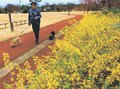レンギョウ鮮やか　富山の北代緑地公園、４日は二十四節気の「清明」
