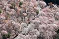 「一目千本」、吉野山の桜が見頃