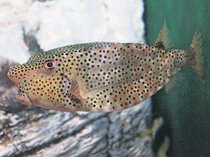 天狗の鼻の珍魚「テングハコフグ」展示　魚津水族館