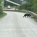 「もし今、クマに遭遇したら？」あなたの街にも忍び寄る秋の“アーバンベア”、“命を守る”対処法を専門家が解説