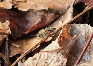 ニホンミツバチがピンチ？ きょう「みつばちの日」