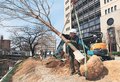 桜の名所「松川べり」復活へ　主要区間の工事３月中に完了、若木の植樹開始
