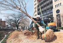 桜の名所「松川べり」復活へ　主要区間の工事３月中に完了、若木の植樹開始