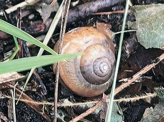 ＜ダニ博士の徒然草＞２６　五箇公一<br />消えゆくカタツムリたち