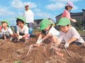 「たくさん見つけた！」　氷見の園児、サツマイモ掘り