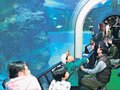 大水槽改修、お魚戻ったよ　魚津水族館１ヵ月ぶり再開、深海生物コーナーも復活