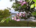 【桜・見ごろ】嶋町菊桜