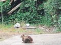 ＜人生のあとさき＞山本茂行さん（１６）富山市ファミリーパーク元園長<br />エピローグ／生きる力 動物に学ぶ