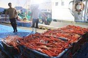日の出前から始まったベニズワイガニの水揚げ＝２４日午前５時４０分ごろ、魚津港