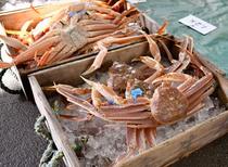 日本海でズワイガニ漁解禁