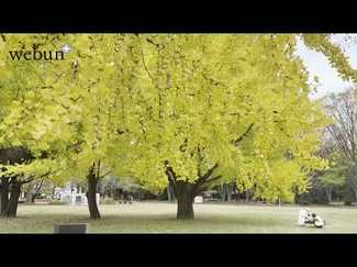 ＜とやまの紅葉２０２４＞富山・馬場記念公園<br />園内彩るイチョウの大木