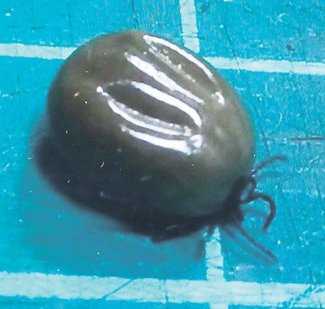 獣医のカルテ１０２<br />感染症を媒介するマダニ／高島獣医科魚津病院長（魚津市本江）長田雅美