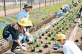 １２３メートル、花いっぱいに　富山・新庄北小３年、住民と苗植え