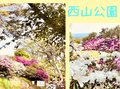 満開のツツジにレッサーパンダも♪福井県の西山公園にGO！