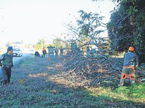 地域主導でカキの木伐採　２３年クマ人身被害の富山・熊野地区