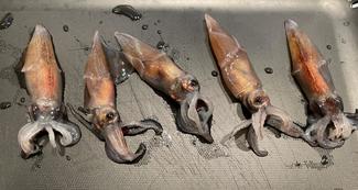 （63）今が旬！ホタルイカめしを作ってみた！【やちやちが行く！！】