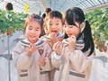 イチゴ収穫、甘酸っぱい！　南砺・福野青葉幼稚園児が体験
