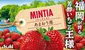 いちご味のミンティア