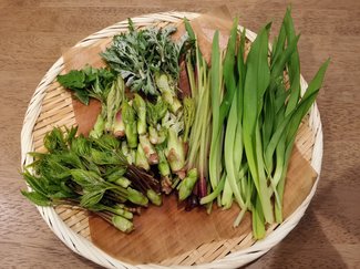 山菜採りに行ってきました【やちやちが行く‼（104）】