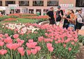 「カラフルで楽しい」　となみチューリップフェア、初日に国内外から６０００人