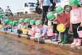 園児が小矢部川にサクラマス放流