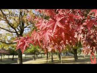 ＜とやまの紅葉２０２４＞立山町・常願寺川公園<br />秋色に包まれ外遊び