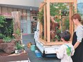軽トラ荷台に日本庭園　富山・総曲輪で花と緑のフェス、造園業者ら涼誘う１２点