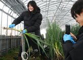 彩雪さん（左）は白ネギの収穫の様子を撮影した