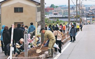 てくてく風土記<br />黒部市前沢地区（１）前沢カンナロード／花壇５００メートル住民守る