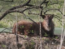 上市町中心部にカモシカが来た！　「そもそもどんな動物？」「どう対応すれば…」