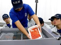 サクラマスを人工飼育　滑川高で生徒が卵から