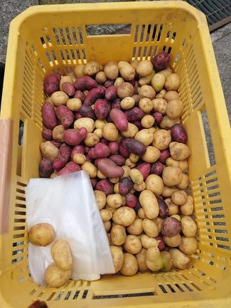 （35）話題の「マリトッツォ」ならぬ「ポテトッツォ」！？新ジャガで挑戦【やちやちが行く！！】